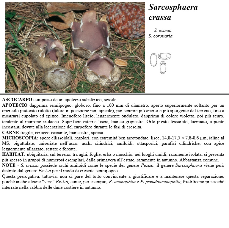 sarcosphaera crassa