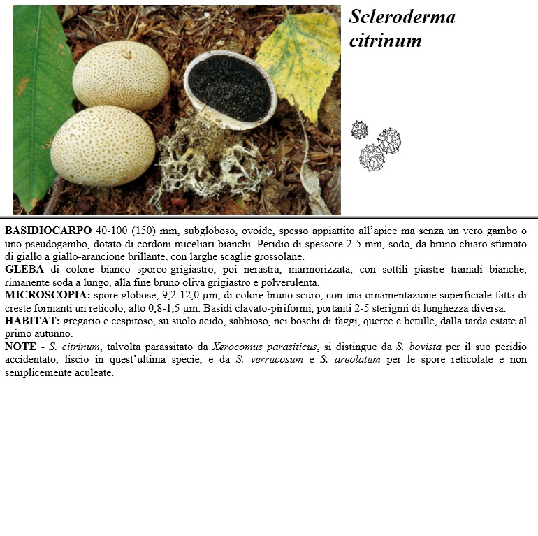 scleroderma citrinum