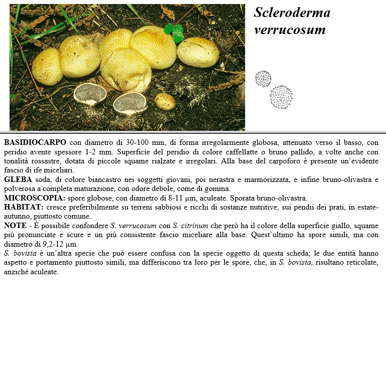 scleroderma verrucosum
