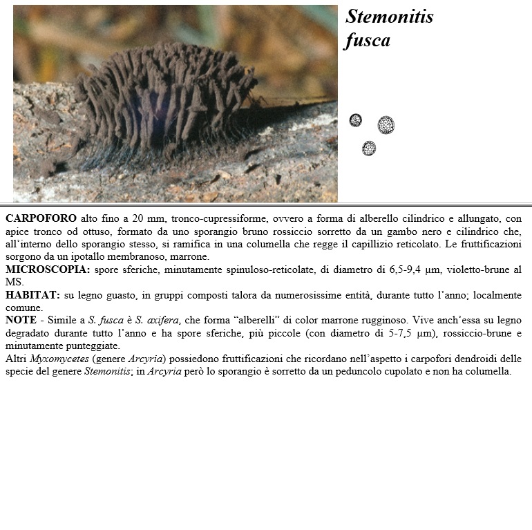 stemonitis fusca