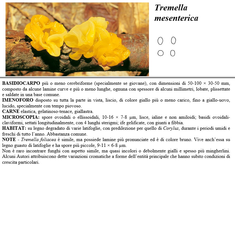 tremella mesenterica