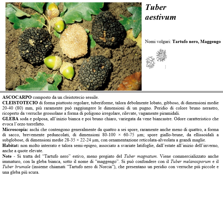 tuber aestivum