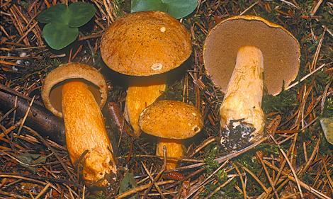 variegatus