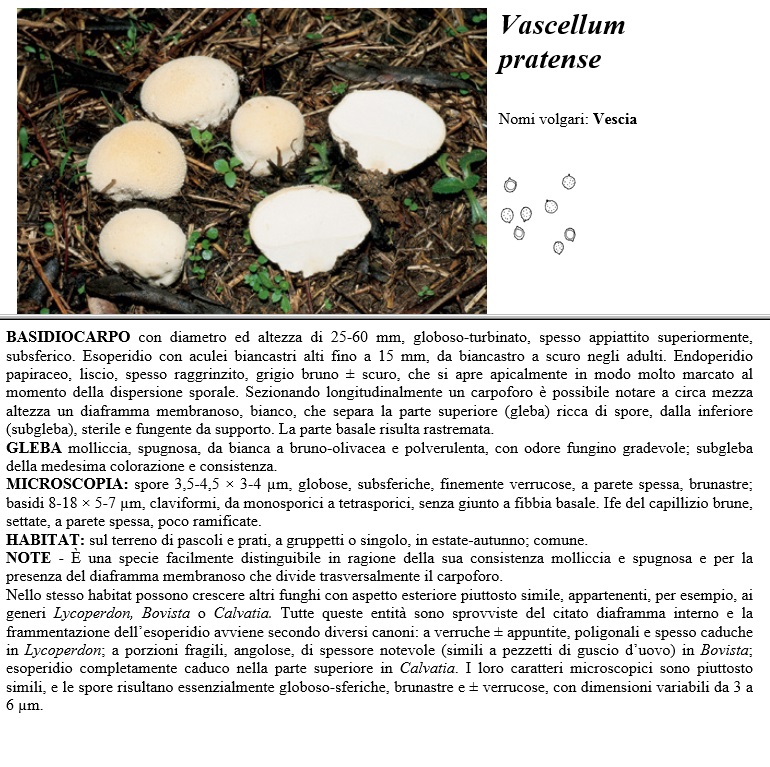 vascellum pratense