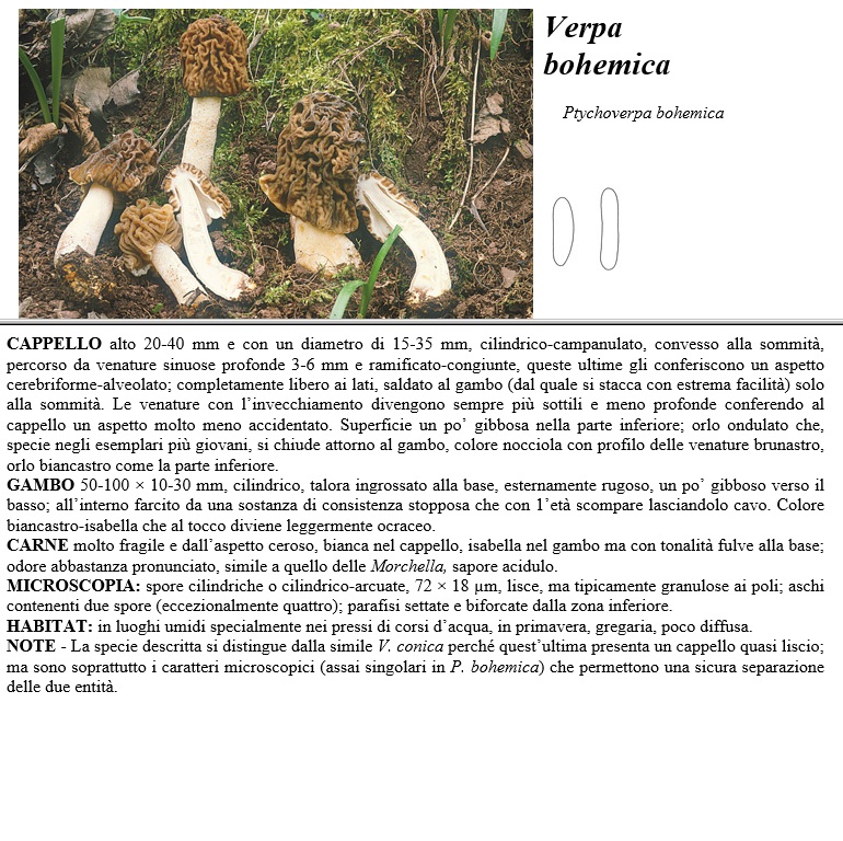 verpa bohemica