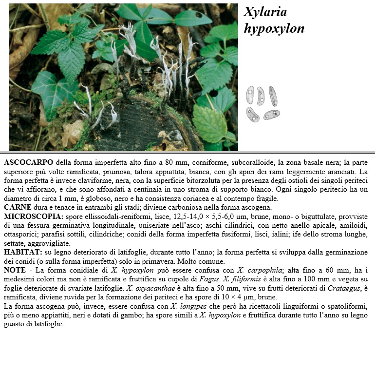 xylaria hypoxylon